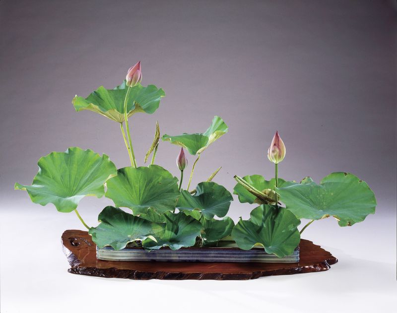 tác phẩm Ikebana phong cách Moribana của Ohara tác phẩm Ikebana phong cách Moribana của Ohara